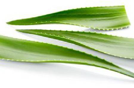 Aloe Vera Leaves