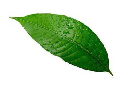 Mango Leaves (Mango Leaf) 1 Bunch